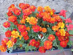 マリーゴールド