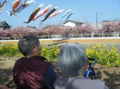 免々田川　桜祭り②