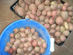 じゃがいも堀り　2019　④