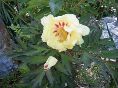 黄色の牡丹かなあ