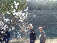 ③庭の桜