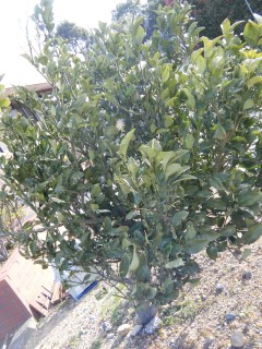 2018 ぶんたん①