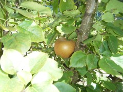 梨　2019・9②