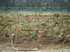 さつまいものツル差し②　2018