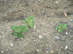 じゃがいも　２０１８・４