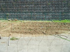 2019　さつまいも植え⑥