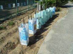 なす　ピーマン　2018.4