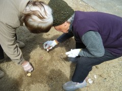 じゃがいも植える②