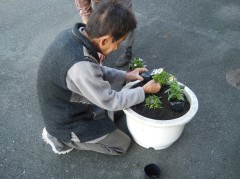 花苗植え　2018　②