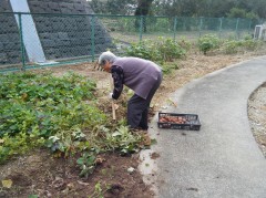 2018さつまいも掘り④