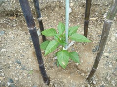 ピーマン　2018.4