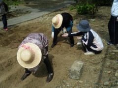 綿を植える　②