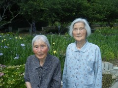 2018　はなしょうぶ　早かった