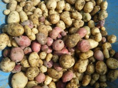 春じゃがいも2018①