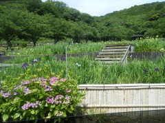 2018　はなしょうぶ　早かった②