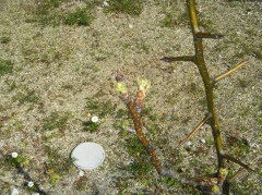 なんの芽…？　2018.３