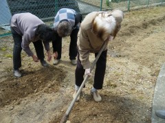 じゃがいも植える③