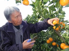 みかん狩り　2018　⑦