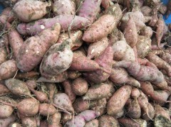 2018さつまいも掘り①