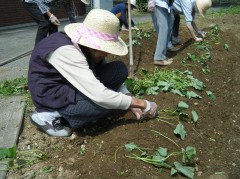 2019　さつまいも植え④