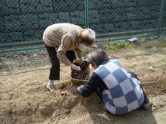 じゃがいも植える①