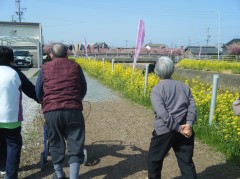 免々田川　桜祭り①