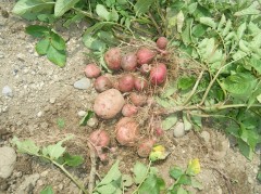 小さいじゃがいも　2019，６