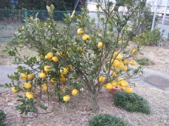 2019　文旦でしょう