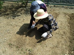 綿の種植え　2019　③