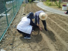 じゃがいも植えるぞ　⑤　赤いの