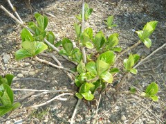 紫陽花　芽吹き