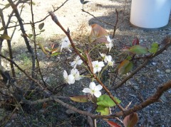 季節外れの梨の花