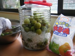 2018　梅シロップ⑥