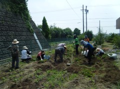 春じゃがいも2018②