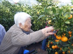 みかん狩り　2018　⑤