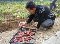 2018さつまいも掘り③
