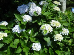 あじさいフェア　2019⑦