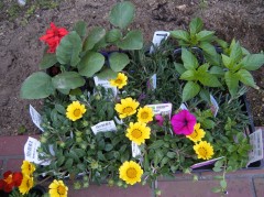 ガザニア　サルビア