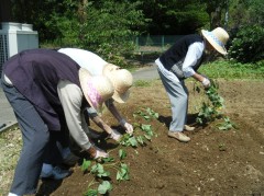 2019　さつまいも植え⑤