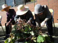 さつまいも　2017②