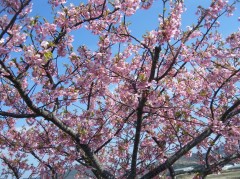 河津桜②