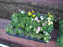 花苗植え　2018　⑤