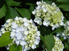 あじさいフェア　2019⑥