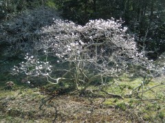 シデコブシ2019①