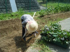 2019　さつまいも植え②