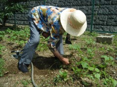 春じゃがいも2018③