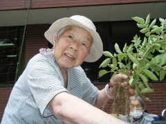 じゃがいも堀り　2019　①