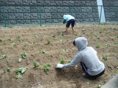 さつまいものツル差し①　2018