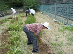 ③じゃがいも堀り　2019　