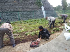 2018さつまいも掘り②